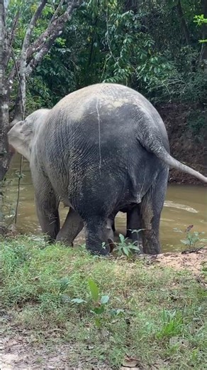 Time to play in the creek ❤️🐘🥰#elephant #keffamily #babyelephant #kef #chimean