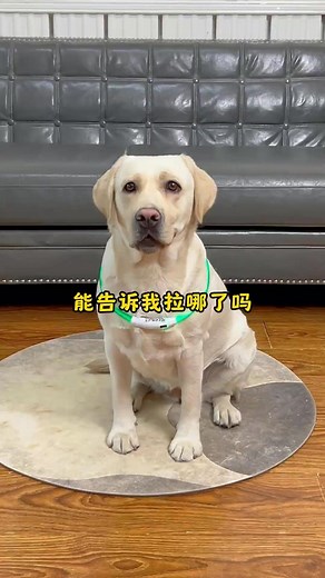 搞笑天赋爆棚的狗狗Dogs with hilarious talents#萌寵#寵物#搞笑#doglover #Labrador #labradorpuppy #dog #pets #cute | Jekky The Dog