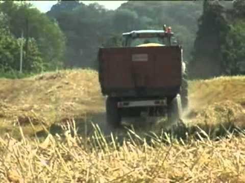 Wheat farming: an overview for children