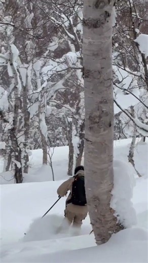 Niseko Powder Skiing Through a Silent Forest 🌲❄️