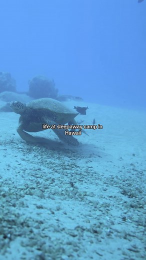 Look fun? #hawaii #hawaiitiktok #sleepawaycamp #beach #summer
