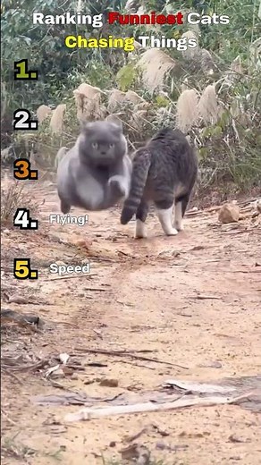 Ranking Funniest Cats Chasing Things