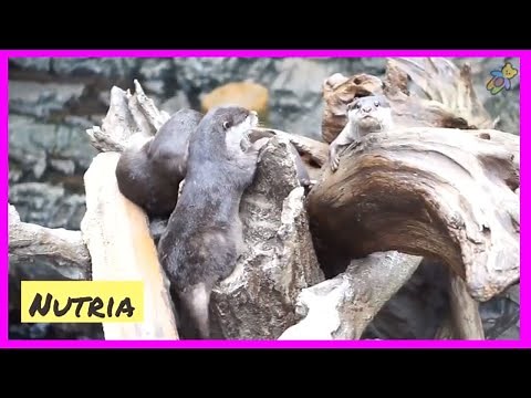 Animales con N 🦉🦡 Aprende los animales que empiezan con la letra N 🐳 Abecedario con animales