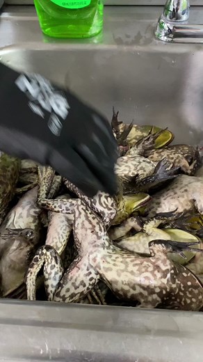 I bet some of my followers don’t know nothin bout this 😏 8g of protein per leg. We eat dat 😤 #country #seafood #freshcaught #froglegs #countryboy