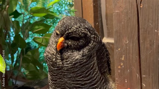 クロオビヒナフクロウ フクロウ 仕草 眠そう