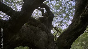 Southern Live Oak or Angel Oak Tree, Johns Island, Charleston, South Carolina, USA, North America