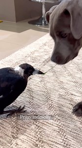 Hey Ruby , thats my piece of grass 🥹 | Peggy and Molly