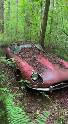 This Jaguar Was Being Taken by the Forest #creepyforest #forgottenclassic #realdiscovery