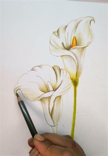 👉 How to Draw Calla Lily Flowers | Easy Flower Drawing #shorts