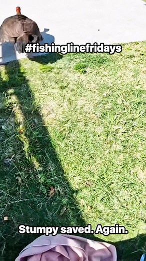 1.9K views · 59 reactions | #fishinglinefridays This is Stumpy....
