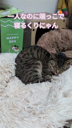 一人なのに端っこで寝るくりにゃん#cat#cute#cutecat#猫#猫好きさんと繋がりたい #猫のいる暮らし #癒し