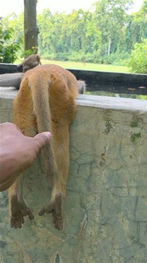 The Monkey Very Excited 🤣