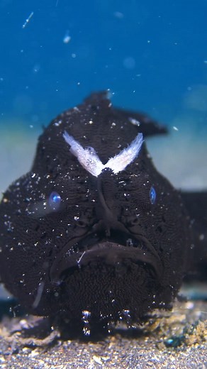 384K views · 2.7K reactions | : Jacobguy.media · The frogfish...