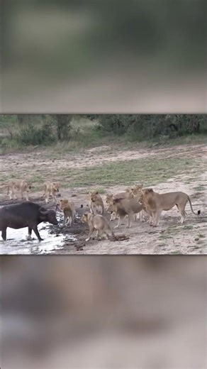 Wildlife Twist – Buffalo Outsmarts Lions With River Escape