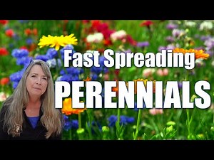 15 Fast-Spreading Perennials | Easy Full-Season Color for Your Garden!