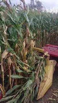 Chopping corn '25 #farming #silage2025 #forageharvester #fordtractor #cattlefeed #newholland #shorts