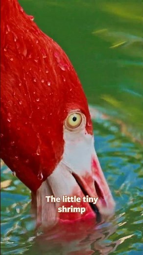 Why are flamingos pink?