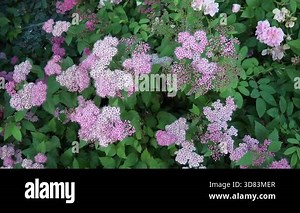 Spiraea japonica, Japanese meadowsweet or spiraea, is plant in family Rosaceae. Pink, fragrant, lush flowers on bush on summer evening. Ornamental landscape plant. Cultivars selected for garden use.