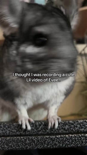 Chinchilla's Failed Jump: An Adorable Moment