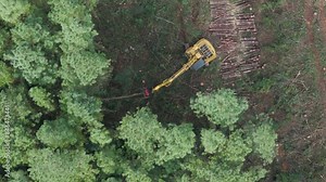 Tree falls down in slow motion and feller buncher harvester pulls to delimb and stack it