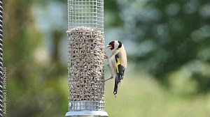 Video of European Goldfinch feeding at a bird table in the UK