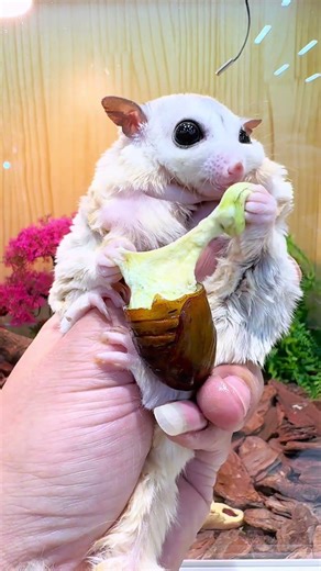 Melted cheese silkworm pupa #Sugargliderasmr #Animalasmr #Shorts