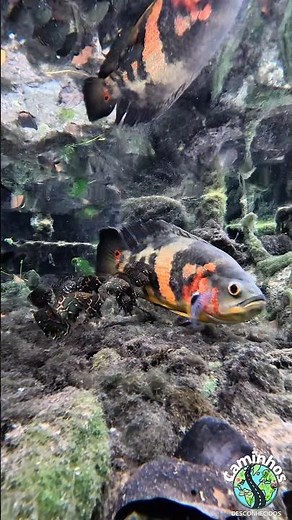 Oscarfish family in the wild