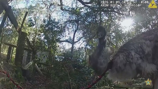 Authorities chase after runaway emu down county road
