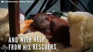 1.3M views · 19K shares | This tiny orangutan was shot when his mother was killed — but now he's starting to love the world again ♥  | The Dodo | Facebook