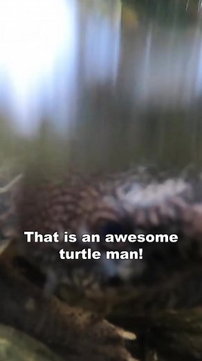 18K views · 606 reactions | Have You Ever Seen a Mexican Musk Turtle?! #turtle #reptile #animal #wildlife | Kamp Kenan | Facebook