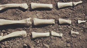 Dry Bones song: Ezekiel cried, 'Dem dry bones!'