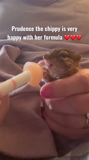 Feeding baby chipmunk wildlife rescue #wildliferescue #cute #chipmunk #babyanimals #wildlife￼