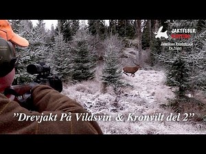 "Drevjakt På Vildsvin & Kronvilt del 2 (Följ med Jaktfeber på en kall och fin vinterdag)