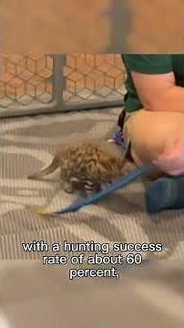 Cameron Park Zoo’s black-footed cat kitten debuts