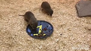 The Meerkats are excited and moving fast as there is only 1 more day until the Zoo’s 10th annual Fun Run! Not only are the Meerkats excited for the race they are also excited for an updated enclosure made possible by your support! Hurry now as online registration closes at noon, if you can’t catch that don’t sweat it because you can still register in person! Hope to see y’all tomorrow at the start line! 🏅#funrun | Riverview Park & Zoo