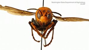 "MURDER HORNETS": “Murder hornets” have been spotted in Washington state. It’s an invasive, giant hornet that originates in Asia. Here’s what you need to know. | Erie News Now