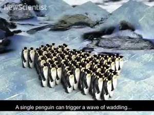 The Social Dynamics of Penguin Huddles Are More Complex Than We Thought