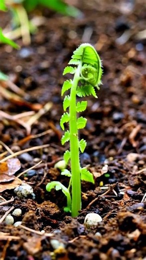 🌿 Fern Plant Growing REVEALED! #shorts #ai #aivideo #fern #ferns #2026 #plantlovers #plants