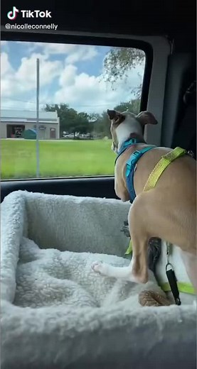 Funny Dog Poop Car Compilation