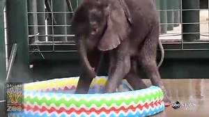 2-Month-Old Elephant Calf Splashes in Kiddie Pool