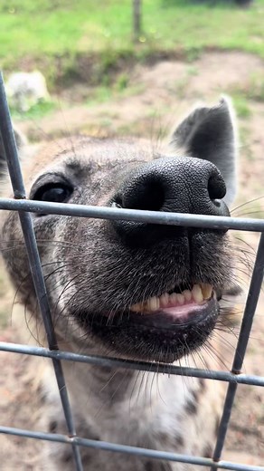 A happy Saturday with my sweet PeeWee 🥜🤎 #hyena #saturday #weekend #spottedhyena #zookeeper