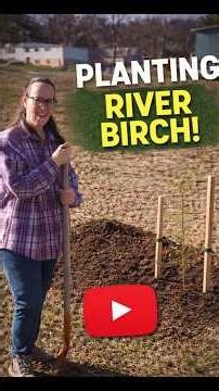 Planting Our River Birch Seedlings 🌳 | Food Forest Progress
