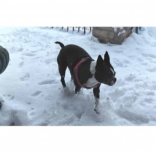 How Boston Terriers Handle The Snow/ Cold: What Owners Say - Boston Terrier Society