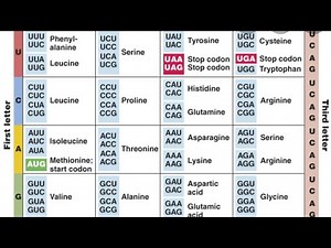 TRACING THE CODE OF DNA AND RNA USING THE GENETIC CODE TABLE