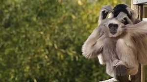 Notre femelle Gibbon à bonnet est en train d'épouiller son fils. Le saviez-vous? On parle d'épouillage mais en réalité, les singes n'ont pas plus de parasites que nous. Ce toilettage, qui consiste plus à enlever les petites peaux mortes et les saletés du pelage, constitue un lien social très important. Gibbon à bonnet Espèce en danger d’extinction selon la liste rouge de l'IUCN des espèces menacées | Vallée des Singes