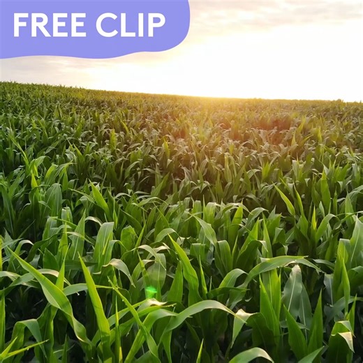 🌽We’re feeling corny! Download your complimentary cornfield now—it’s free through Sunday. https://bit.ly/3ZgANEW •⁠ #Pond5 #MadeWithPond5 #StockFootage #VideoEditor #ContentCreation #Storytelling #CreativeContent #FilmProduction #FreeClip #FreeMedia #FreeStockFootage #CornField #Landscape | Pond5