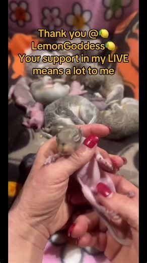 How to Catch Wild Rabbits: Tips and Tricks