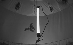 9.4K views · 111 reactions | We finally know why insects are attracted to lights. Researchers used high-speed cameras and motion capture to reveal that lights trigger what is known as the dorsal light response, a reflex that helps animals work out which way is up and keep their bodies upright. Learn more: https://www.newscientist.com/article/2369508-we-finally-know-why-insects-are-attracted-to-lights/ | New Scientist | Facebook