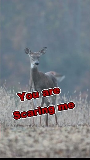 Whitetail deer blowing sound & running away