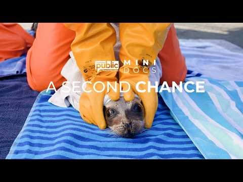 Marine Animal Rescue at Mystic Aquarium: A Second Chance | Mini Docs